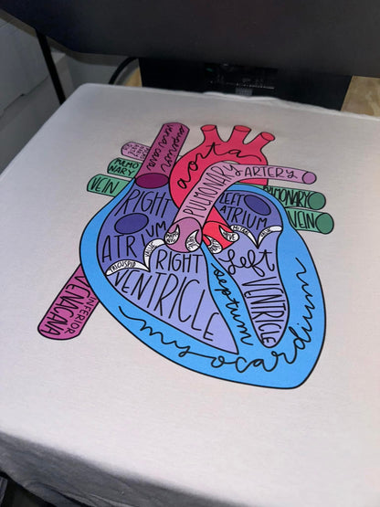 Anatomical Heart - All Sizes