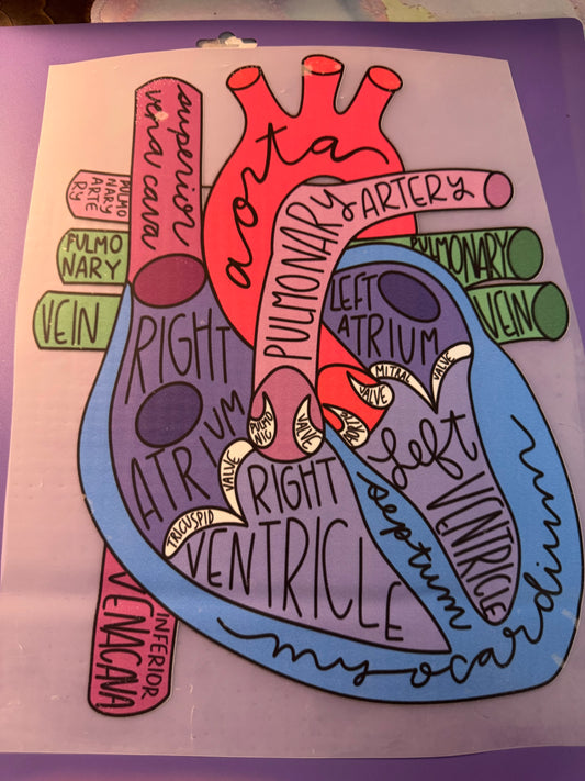 Adult: Anatomical Heart